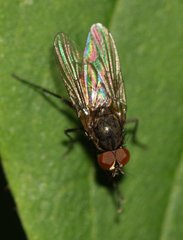 Anthomyiidae