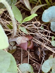 Asarum canadense reflexum