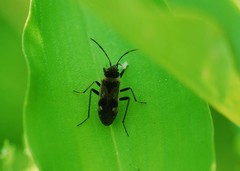 Panaorus albomaculatus