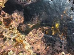 Gymnothorax prasinus