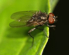 Anthomyiidae