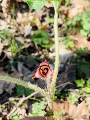 Asarum canadense reflexum