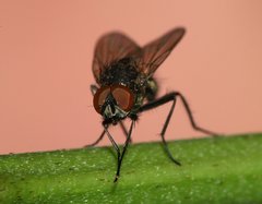 Anthomyiidae