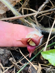 Asarum canadense reflexum