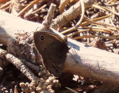 Cercyonis oetus