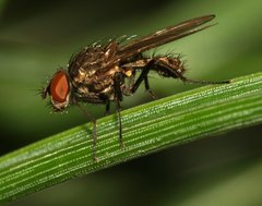 Anthomyiidae