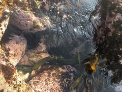 Gymnothorax prasinus