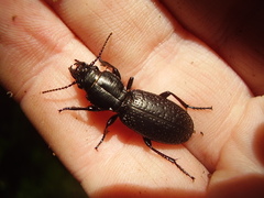 Mecodema crenaticolle