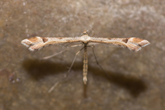 Platyptilia