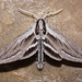 Vashti Sphinx - Photo (c) Logan Crees, some rights reserved (CC BY-NC), uploaded by Logan Crees
