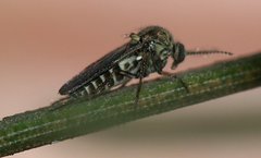 Ceratopogonidae