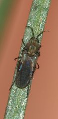 Ceratopogonidae