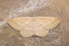 Scopula luteolata