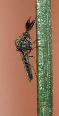 Ceratopogonidae
