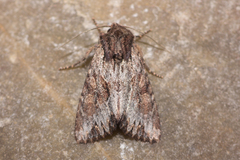 Apamea lignicolora