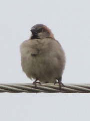 Passer rufocinctus