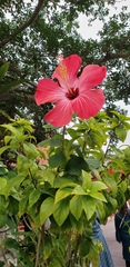 Hibiscus rosa-sinensis