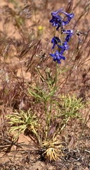 Delphinium barbeyi
