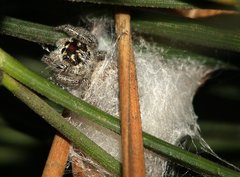 Macaroeris nidicolens