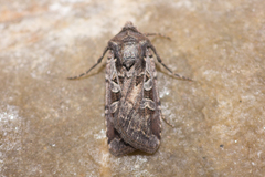 Euxoa divergens