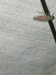 Apogonalia fraterna