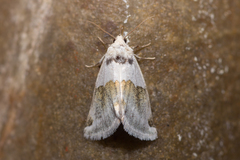Plagiomimicus dimidiata