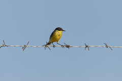 Motacilla flava
