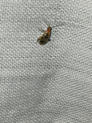 Systena nigroplagiata