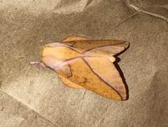 Syssphinx bisecta
