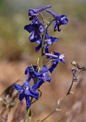 Delphinium barbeyi