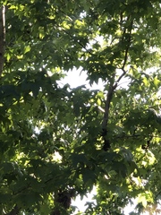 Platanaceae