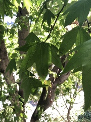 Platanaceae