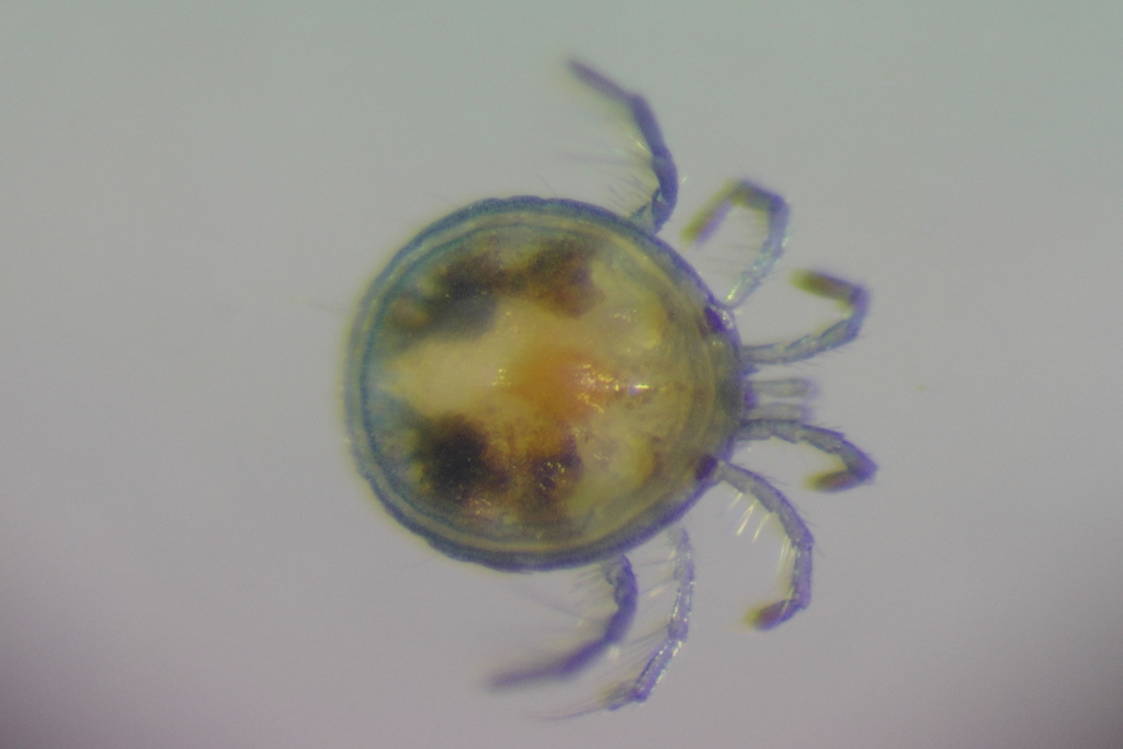 Mideopsidae