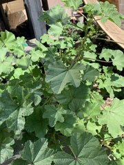 Malva