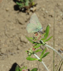 Callophrys affinis affinis