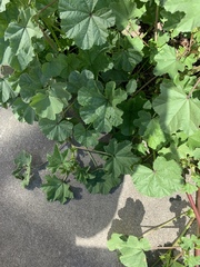 Malva