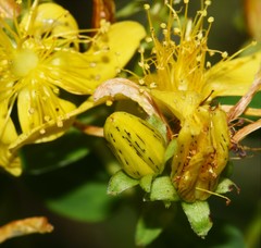Hypericum maculatum obtusiusculum