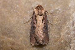 Agrotis volubilis