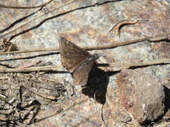 Erynnis persius fredericki