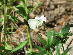 Pieris marginalis pallidissima