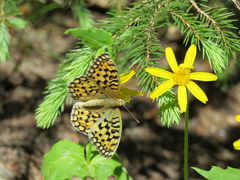 Speyeria callippe harmonia