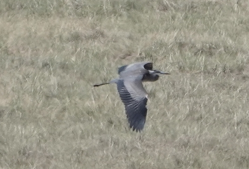 Great Blue Heron photographed in Nebraska