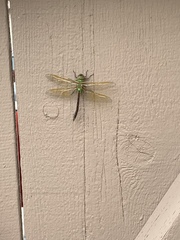 Anax junius