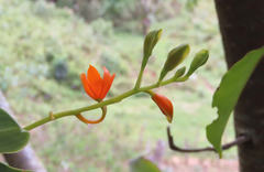 Prosthechea vitellina