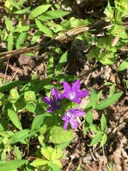 Triodanis perfoliata