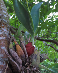 Prosthechea vitellina