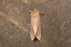 Mythimna oxygala