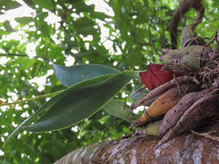 Prosthechea vitellina