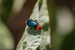 Disonycha