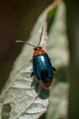 Disonycha